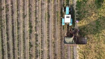 antenn Drönare se av en traktor skörd blommor i en lavendel- fält. abstrakt topp se av en lila lavendel- fält under skörd använder sig av jordbruks maskineri. video