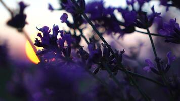 Lavendel Blume Frühling Hintergrund mit schön lila Farben und Bokeh Beleuchtung. Blühen Lavendel im ein Feld beim Sonnenuntergang im Provence, Frankreich. schließen hoch. selektiv Fokus. schleppend Bewegung. video