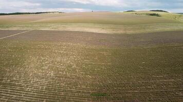 maturo lavanda campo pronto per raccolto. concetto ambiente agricoltura. aereo Visualizza a partire dal fuco su luminosa viola campo con fioritura lavanda fiori e d'oro raccolti. video