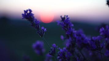 Lavendel Blume Frühling Hintergrund mit schön lila Farben und Bokeh Beleuchtung. Blühen Lavendel im ein Feld beim Sonnenuntergang im Provence, Frankreich. schließen hoch. selektiv Fokus. schleppend Bewegung. video