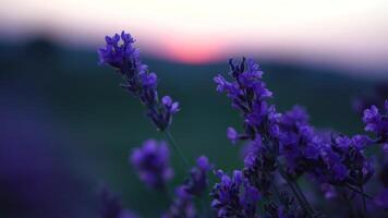 lavanda flor primavera antecedentes con hermosa púrpura colores y bokeh luces. floreciente lavanda en un campo a puesta de sol en provenza, Francia. cerca arriba. selectivo enfocar. lento movimiento. video