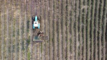 aéreo zumbido ver de un tractor cosecha flores en un lavanda campo. resumen parte superior ver de un púrpura lavanda campo durante cosecha utilizando agrícola maquinaria. video