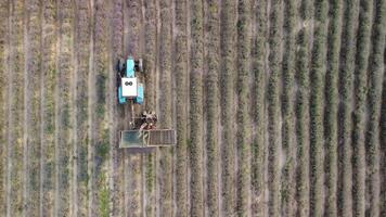 antenne dar visie van een trekker oogsten bloemen in een lavendel veld. abstract top visie van een Purper lavendel veld- gedurende oogsten gebruik makend van agrarisch machines. video