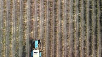 aereo fuco Visualizza di un' trattore raccolta fiori nel un' lavanda campo. astratto superiore Visualizza di un' viola lavanda campo durante raccolta utilizzando agricolo macchinari. video