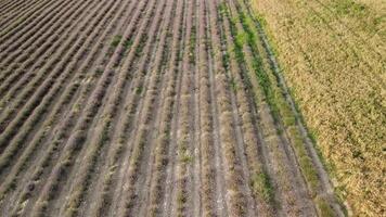 aéreo zangão Visão do uma trator colheita flores dentro uma lavanda campo. abstrato topo Visão do uma roxa lavanda campo durante colheita usando agrícola maquinaria. video