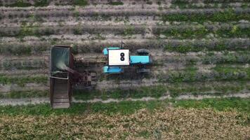 aéreo zangão Visão do uma trator colheita flores dentro uma lavanda campo. abstrato topo Visão do uma roxa lavanda campo durante colheita usando agrícola maquinaria. video