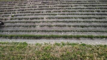 aéreo zangão Visão do uma trator colheita flores dentro uma lavanda campo. abstrato topo Visão do uma roxa lavanda campo durante colheita usando agrícola maquinaria. video