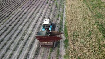 aéreo zangão Visão do uma trator colheita flores dentro uma lavanda campo. abstrato topo Visão do uma roxa lavanda campo durante colheita usando agrícola maquinaria. video