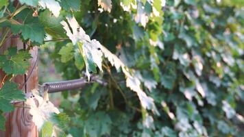 vert vert grain de raisin bouquet parmi vigne feuilles à vignoble dans chaud le coucher du soleil lumière du soleil. magnifique grappes de maturité les raisins. vinification et biologique fruit jardinage. proche en haut. sélectif se concentrer. video