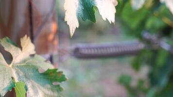 Unripe green grape bunch among grapevine leaves at vineyard in warm sunset sunlight. Beautiful clusters of ripening grapes. Winemaking and organic fruit gardening. Close up. Selective focus. video