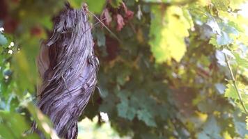 unreif Grün Traube Bündel unter Weinrebe Blätter beim Weinberg im warm Sonnenuntergang Sonnenlicht. schön Cluster von Reifung Trauben. Wein machen und organisch Obst Gartenarbeit. schließen hoch. selektiv Fokus. video