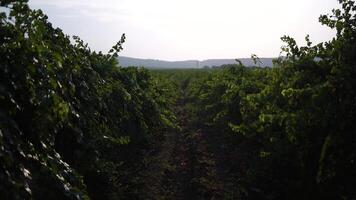 omogen grön druva knippa bland vinranka löv på vingård i värma solnedgång solljus. skön kluster av mogning vindruvor. vinframställning och organisk frukt trädgårdsarbete. stänga upp. selektiv fokus. video