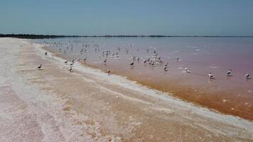 Seagulls at pink salt lake. Dunaliella salina impart a red, pink water in mineral lake with dry crystallized salty coast. Aerial view of seagulls flock on bright exotic drying out salt lake. video