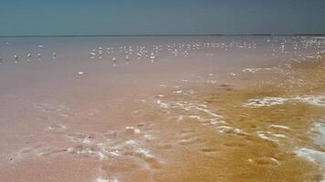 gaivotas às Rosa sal lago. Dunaliella salina transmitir uma vermelho, Rosa água dentro mineral lago com seco cristalizado salgado costa. aéreo Visão do gaivotas rebanho em brilhante exótico secagem Fora sal lago. video