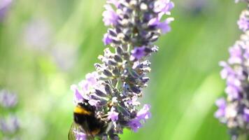 humla på en lavendel- blomma i de trädgård i de strålar av Sol. bin noggrant samlar pollen från blomning lavendel- fält. stjälkar svängande i de sommar bris, stänga upp långsam rörelse video