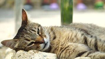 une mignonne content gris tigré chaton mensonges et repose sur le sol de le parc dans le des rayons de lumière du soleil, regards à le caméra, se tortille ses oreilles et jouit le Matin Soleil. video