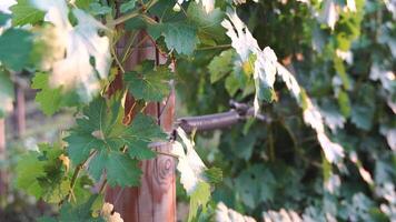 Unripe green grape bunch among grapevine leaves at vineyard in warm sunset sunlight. Beautiful clusters of ripening grapes. Winemaking and organic fruit gardening. Close up. Selective focus. video