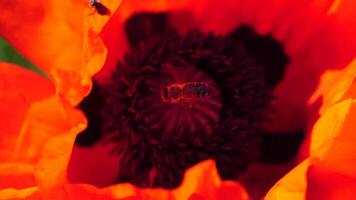 Red Poppy Flower Head close up of petal. Poppies in the meadow wild poppy field, swinging by wind. Macro. Close-up of blossoming poppies. Glade of red poppies. Soft focus blur. Papaver sp. video