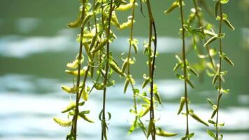 close-up branches of a weeping willow branches with fresh green spring goslings shaking in the wind, set against a background of blue lake water. tranquil and peaceful scene. slow motion. video