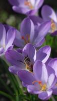 bi på lila krokus blommor i vår trädgård. pollen samling och pollinering av blomning krokus i solbelyst trädgård. springtime nektar sammankomst, natur förnyelse. vertikal video
