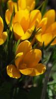 Bright yellow Crocus or Colchicum flowers with lush greenery in sunlit spring garden. Springtime awakening. video