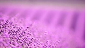 lavendel velden met geurig Purper bloemen bloeien Bij zonsondergang. weelderig lavendel struiken in eindeloos rijen. biologisch lavendel olie productie in Europa. tuin aromatherapie. langzaam beweging, dichtbij omhoog video