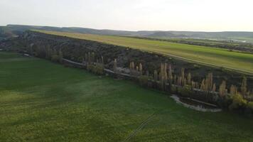 aereo Visualizza su verde Grano campo nel campagna. campo di Grano soffiaggio nel il vento su tramonto. giovane e verde spighette. orecchie di orzo Ritaglia nel natura. agronomia, industria e cibo produzione. video