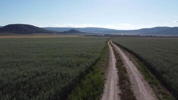 aérien vue sur route dans vert L'avoine champ dans campagne. champ de L'avoine soufflant dans le vent à ensoleillé printemps journée. oreilles de orge surgir dans la nature. agronomie, industrie et nourriture production. video