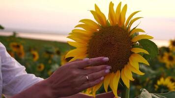 donna girasole campo donna agronomo e contadino ispezionare coltivato girasoli a tramonto, avvicinamento di femmina mano su piantagione nel agricolo Ritaglia gestione concetto. lento movimento video