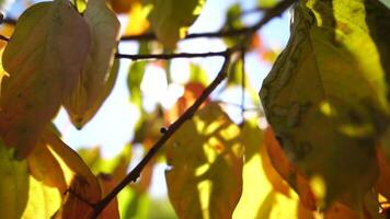 Rot, Orange Blätter im Garten, während Herbst, Sonnenlicht leuchtenden durch Laub Highlights saisonal ändern. organisch Landwirtschaft Produktion. Öko Landwirtschaft video