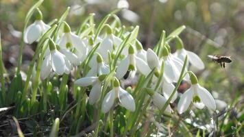 Bee pollinates snowdrop during early spring in forest. Snowdrops, flower, spring. Honey bee, Apis mellifera visiting first snowdrops on early spring, signaling end of winter. Slow motion, close up video