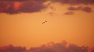 une troupeau de mouettes mouche dans chaud le coucher du soleil ciel plus de le océan. silhouettes de mouettes en volant dans lent mouvement avec le mer dans le Contexte à le coucher du soleil. soir. personne. liberté concept. video