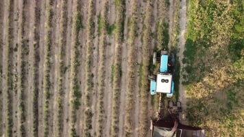 Aerial drone view of a tractor harvesting flowers in a lavender field. Abstract top view of a purple lavender field during harvesting using agricultural machinery. video