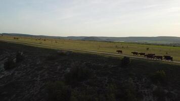 antenne. vliegend over- een klein kudde van vee koeien wandelen uniform naar beneden boerderij weg Aan de heuvel. zwart, bruin en gevlekte koeien. top naar beneden visie van de platteland Aan een lente zonsondergang. idyllisch landelijk landschap video
