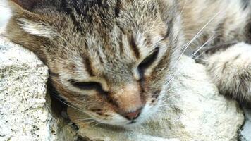 A cute happy grey tabby kitten lies and rests on the floor of the park in the rays of sunlight, looks at the camera, wiggles its ears and enjoys the morning sun. video