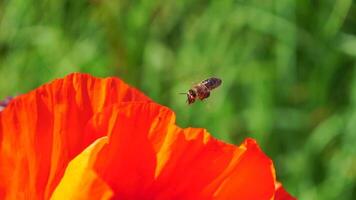 rot Mohn Blume Kopf schließen oben von Blütenblatt. Mohnblumen im das Wiese wild Mohn Feld, schwingen durch Wind. Makro. Nahansicht von blühen Mohn. Lichtung von rot Mohn. Sanft Fokus verwischen. Papaver sp. video