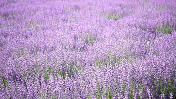 lavanda campos con fragante púrpura flores floración a puesta de sol. lozano lavanda arbustos en interminable filas orgánico lavanda petróleo producción en Europa. jardín aromaterapia lento movimiento, cerca arriba video