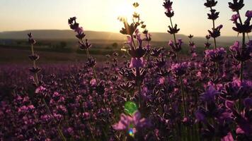 bloeiend lavendel in een veld- Bij zonsondergang. Provence, Frankrijk. dichtbij omhoog. selectief focus. langzaam beweging. lavendel bloem voorjaar achtergrond met mooi Purper kleuren en bokeh lichten. video