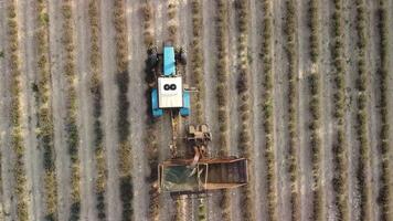 aéreo zangão Visão do uma trator colheita flores dentro uma lavanda campo. abstrato topo Visão do uma roxa lavanda campo durante colheita usando agrícola maquinaria. video