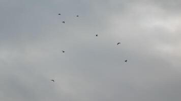 un rebaño de gaviotas mosca en nublado puesta de sol cielo terminado el océano. siluetas de gaviotas volador en lento movimiento con el mar en el antecedentes a puesta de sol. noche. nadie. libertad concepto. video