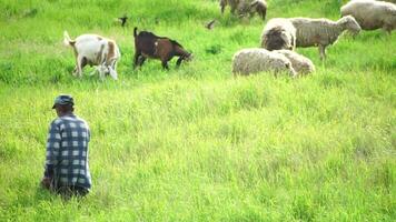 troupeau de mouton pâturage dans une verdoyant vert été champ. peu noir, marron et blanc mouton sont en mangeant herbe dans une prairie. laineux agneaux errer ensemble, animaux produit pour Viande. rural village agriculture video