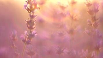 lavendel Bij zonsondergang. abstract wazig bloeiend weelderig paars lavendel bloemen in gouden warm zonsondergang licht. biologisch lavendel olie productie in Europa. tuin aromatherapie. langzaam beweging, dichtbij omhoog video