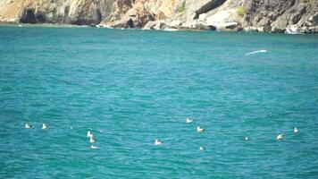 un rebaño de gaviotas mosca en calentar puesta de sol cielo terminado el océano. siluetas de gaviotas volador en lento movimiento con el mar en el antecedentes a puesta de sol. noche. nadie. libertad concepto video