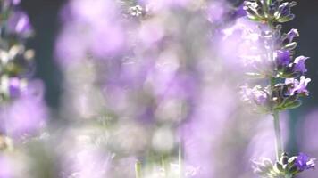 bourdon sur lavande fleurs. les abeilles méticuleusement collecte pollen de épanouissement lavande fleurs sur une lavande champ. tiges balancement dans le été brise, proche en haut lent mouvement video