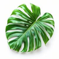 AI generated Large Green Leaf on White Background photo