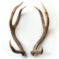 AI generated Pair of Antlers on White Background photo