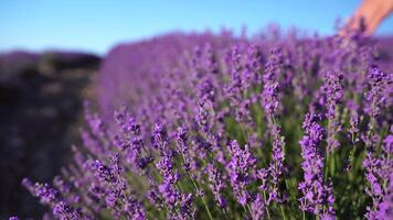 giovane donna con lungo capelli delicatamente carezza lavanda cespugli con mano. fioritura lavanda profumato i campi sfondo con bellissimo viola colori e bokeh luci. vicino su. selettivo messa a fuoco. lento movimento. video