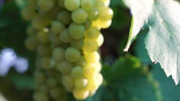 onrijp groen druif bundel tussen wijnstok bladeren Bij wijngaard in warm zonsondergang zonlicht. mooi clusters van rijpen druiven. wijn maken en biologisch fruit tuinieren. dichtbij omhoog. selectief focus. video