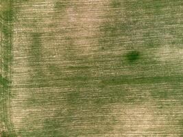 Aerial view on Green wheat field in countryside. Field of wheat blowing in the wind on sunset. Young and green Spikelets. Ears of barley crop in nature. Agronomy, industry and food production. photo