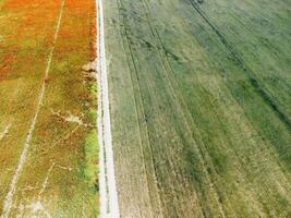 Aerial view on green wheat field in countryside. Field of wheat blowing in the wind like green sea. Young and green Spikelets. Ears of barley crop in nature. Agronomy, industry and food production. photo